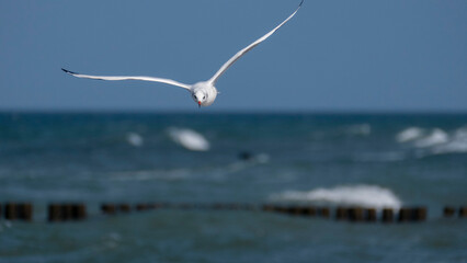 black-headed gull in flight - flying on the Baltic coast
