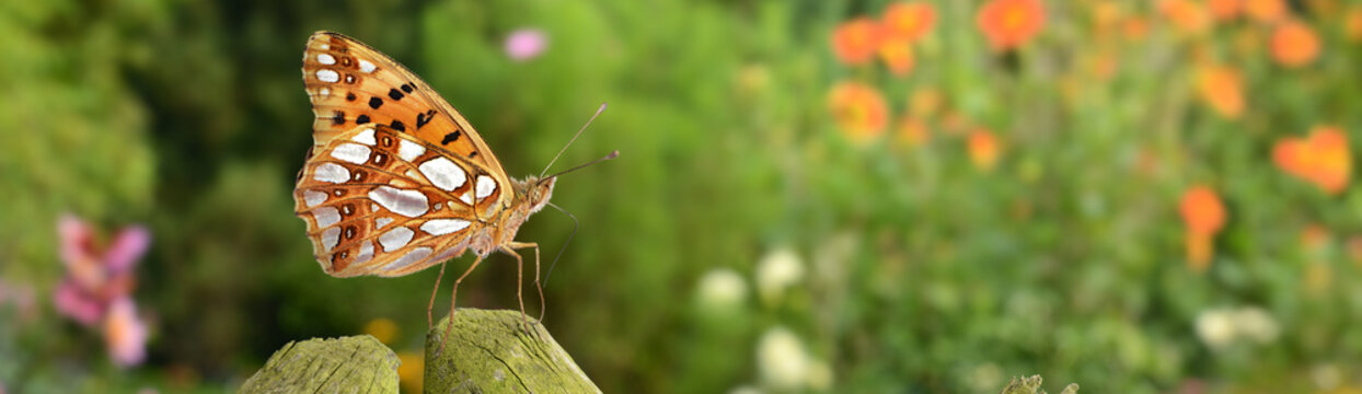 Schmetterling 770