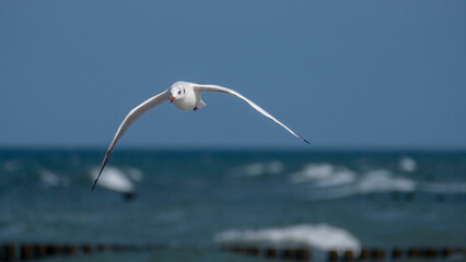 black-headed gull in flight - flying on the Baltic coast
