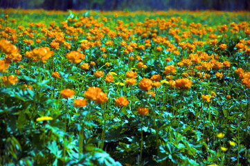 Field of beautiful orange flowers in summer in Siberia in Russia.
Siberian nature, spring landscape with a blossoming Asian Globe flower (Trollius asiaticus L). Western Siberia, Tomsk region, June. 