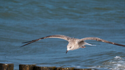 european herring gull - fledgling in flight