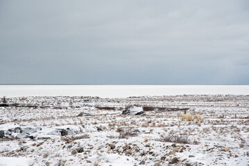Churchill, Manitoba northern Canada tundra landscape on the shore of Hudson Bay during November, sea ice freeze up. Three Polar Bears camouflaged in shot 