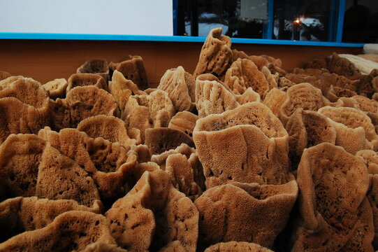 Close-up Of Sea Sponges