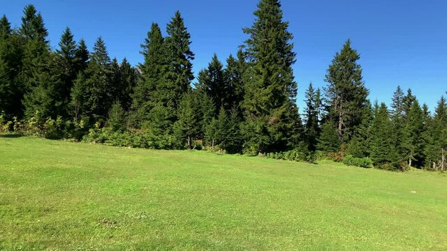 Footage of grass field, wild plants and pine forest trees near mountain village (high plateau) called "Sis Dagi" of Trabzon city of Black sea region in Turkey. Beautiful nature scene in sunny day.