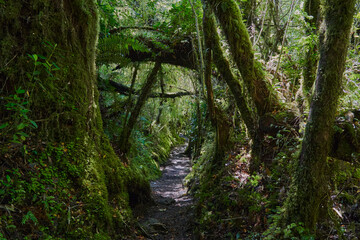 Dark and over grown jungle path leading through the rain forest of queulat national park towards...