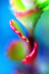 Stone rose or rejuvenated flower. Stone rose. Rejuvenated.