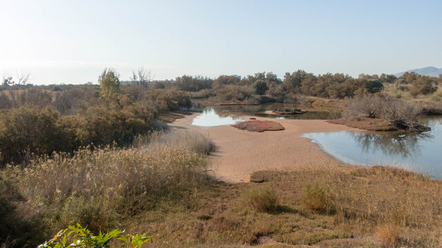 la charca del pantano 