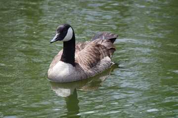 goose swimming