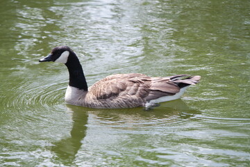 Goose swimming