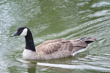 goose swimming