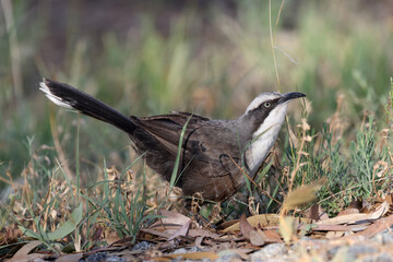 Grey-crowned Babler searching for food