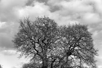 Big bare tree canopy