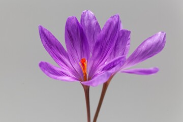 The autumn flowering crocus Crocus ligusticus
