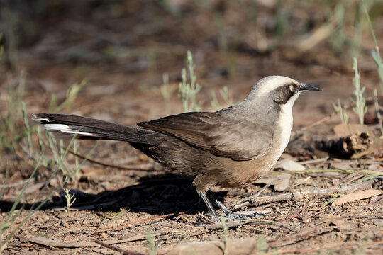 Grey-crowned Babler searching for food