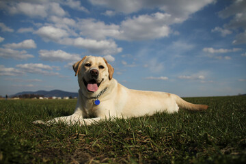 Labrador dog in a meadow with a beautiful sky in the background