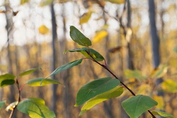 Leaves of a black cottonwood, Populus trichocarpa.