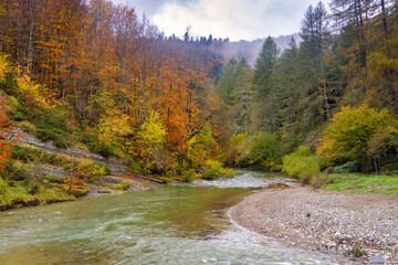Beeches in autumn in the Irati forest, Navarra, Spain.