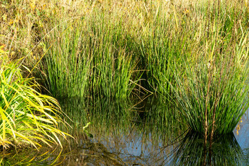 Reeds in a shallow pool