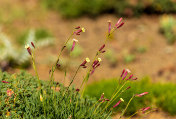 Poa, meadow-grass, bluegrass, or tussock 