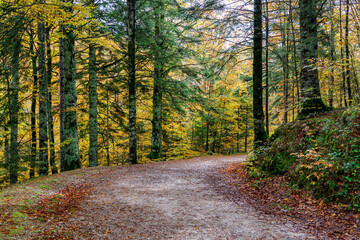 Beeches in autumn in the Irati forest, Navarra, Spain.