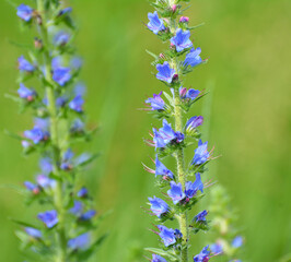In the field among the herbs bloom Echium vulgare