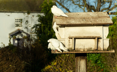 White doves on a bird house