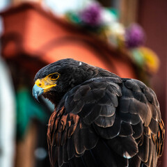 red tailed hawk