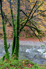 Beeches in autumn in the Irati forest, Navarra, Spain.