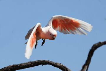 Fototapeta na wymiar Australian Pink Cockatoo in flight