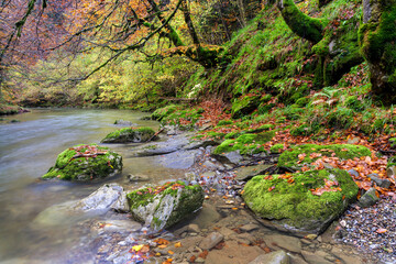 Obraz premium Beeches in autumn in the Irati forest, Navarra, Spain.