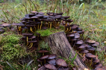 Many dangerous inedible mushrooms grow on a tree stump in a forest. Poisonous mushrooms, hazardous to health.