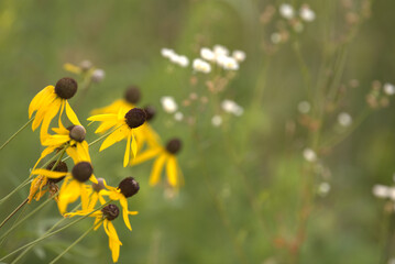 Prairie, yellow cone flower late season