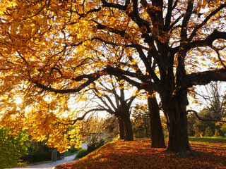 Naklejka na ściany i meble Nature and city in autumn colors