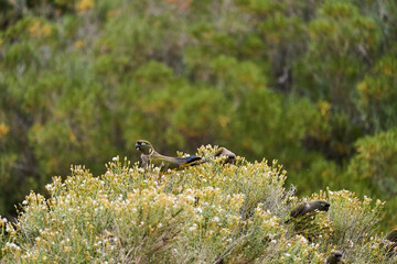 Flock of burrowing parrot, Cyanoliseus patagonus, also known as burrowing parakeet or Patagonian conure, sitting in the shrubs near the Ruta 40 in Argentina, South America