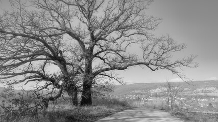 Fototapeta na wymiar Black and white scene of tree and road.