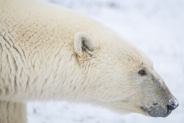 Beautiful polar bear staring into the distance with stunning side profile.  Churchill, Manitoba northern  Canada during their migration to the sea ice for the winter. Taken in November, October time. 