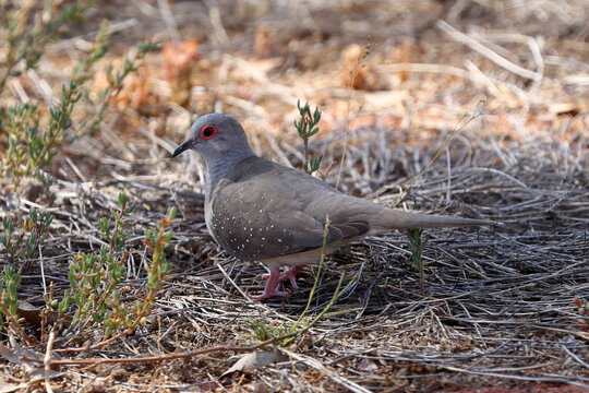 Small Diamond Dove native to Australia