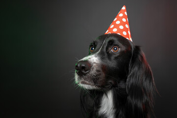 Somber studio portrait of a black dog wearing a red party hat with polka dots.