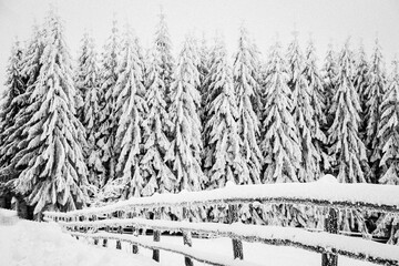 Winter wonderland snow on fir tree forest