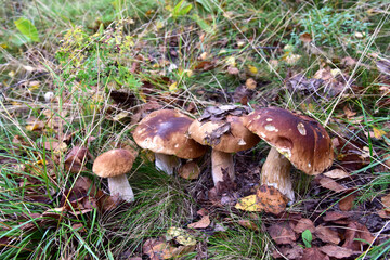 Fototapeta premium White mushrooms in the forest against the background of green vegetation. Awesome boletus grows in wildlife. Porcini bolete mushrooms. Season for picked gourmet mushrooming