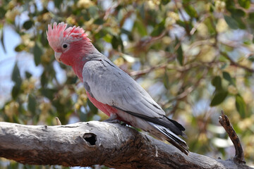 Obraz premium Pink & Grey Galah resting on tree branch