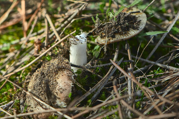 SMALL WILD MUSHROOMS IN THE FOREST