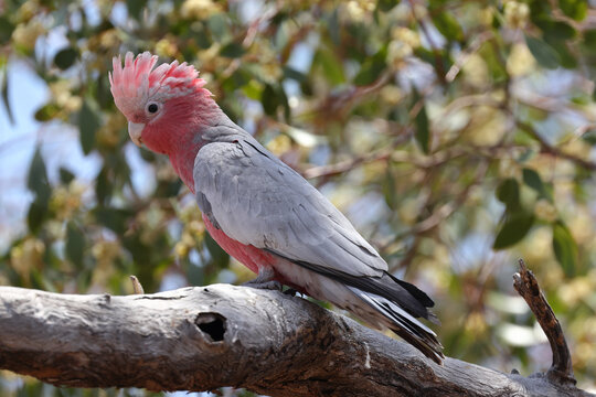 Pink & Grey Galah resting on tree branch