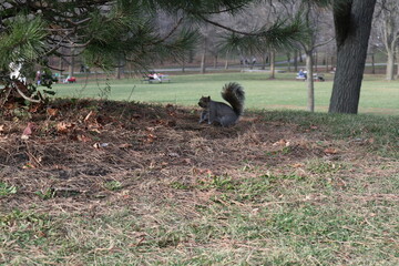 squirrel