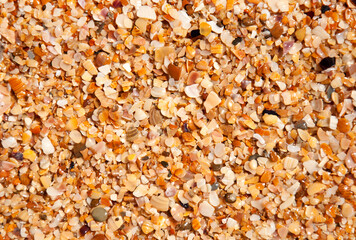 Wet sand background with seashells on the beach
