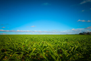 Grass on a green meadow