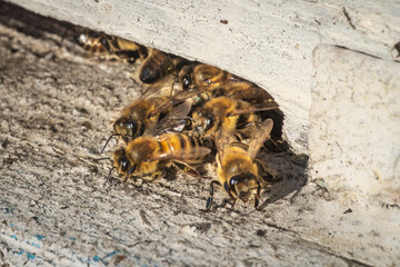 Close-up macro shot of bees at entrance to hive. Beekeeping, natural organic raw materials production.