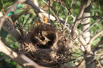 Empty nest in the fall