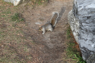 squirrel