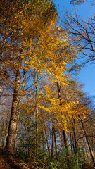Fototapeta premium Herbstwald